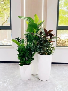 探秘宁波杭州湾植物租摆，哪家才是你的心仪之选？