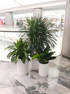 宁波镇海花卉租赁公司